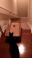 Piéger son chat avec un laser et un carton : cascade assurée