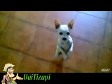 Whatsapp Videos Engraçados 2014 Melhores Videos Engraçados Gatos e Cachorros Videos Para Rir