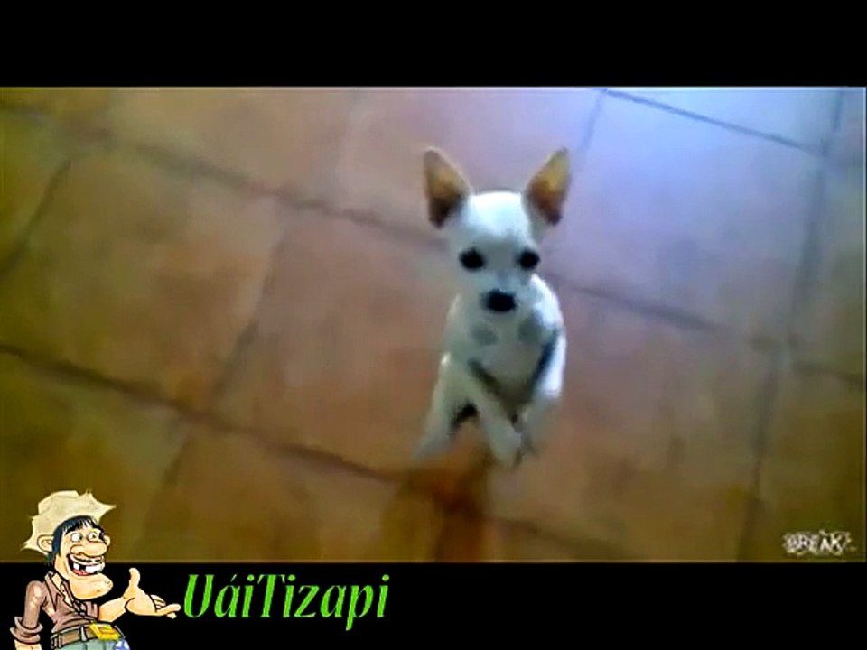 Whatsapp Videos Engraçados 2014 Melhores Videos Engraçados Gatos e Cachorros Videos Para Rir