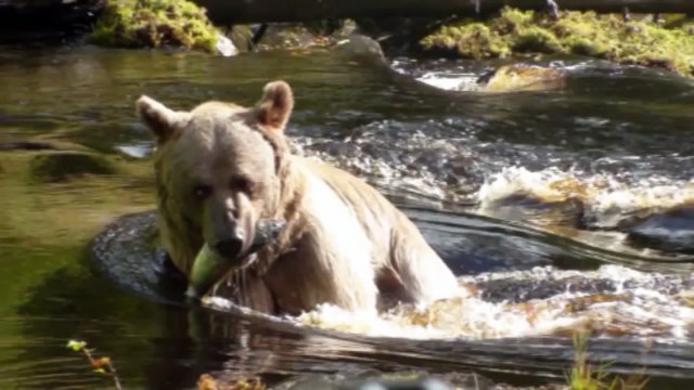 У нас в России медведь друг человека!