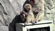 WTF Baby monkey repeated Mating, masturbation, mating