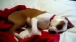 the Dog laughs in his sleep Funny Fails Clips Videos Vines