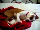 the Dog laughs in his sleep Funny Fails Clips Videos Vines