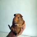 Funny Vines׃ Guinea Pig Bass Drop ¦ gameplays gameplays