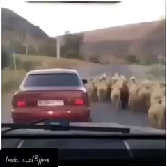 Ohhh... The Car Man Got A Lamb.. Heheheh