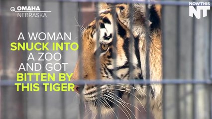 Drunk Woman Gets Bitten By Tiger