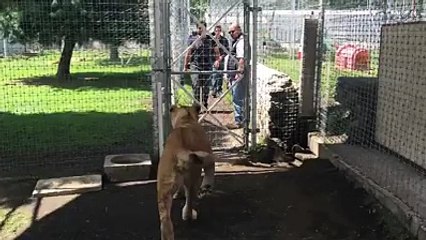 Lioness meets her first owner after a very long time.