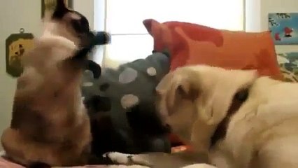 Vous devez voir cette animaux déjantés