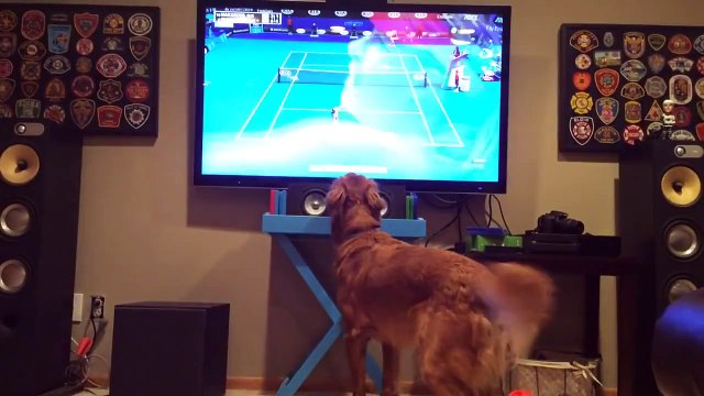 Golden Retriever can't get enough of Australian Open tennis