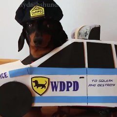 Dachshunds Play _Cops & Robbers_ - Crusoe & Oakley Dachshund