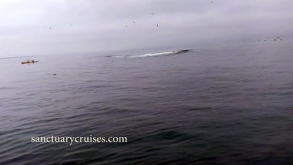 Humpback Whale Breaches on Top of Kayakers