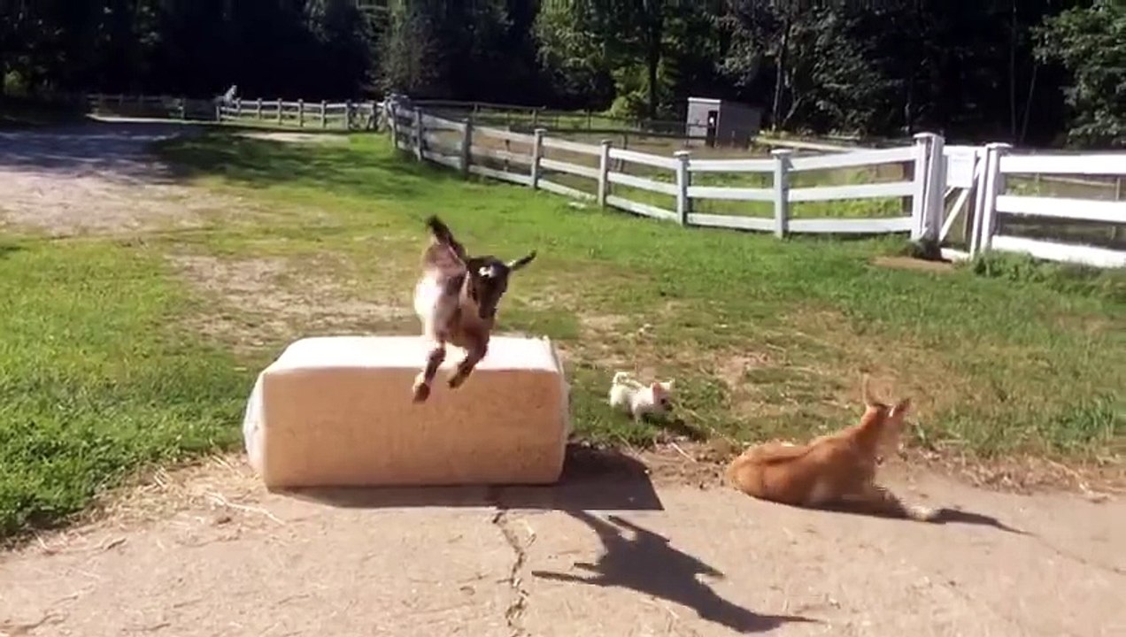 Lola the chihuahua & the Goat kids Daily Playtime