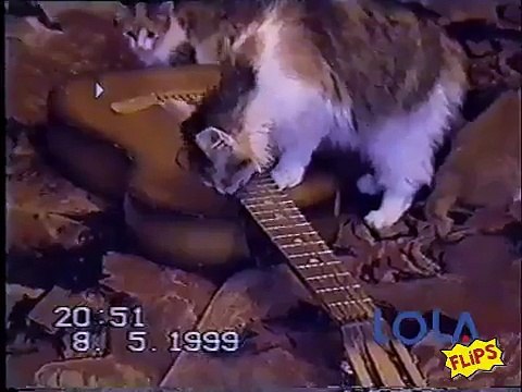 Кошка играет на гитаре )))
