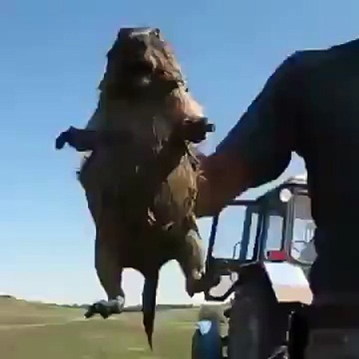 Крик суслика