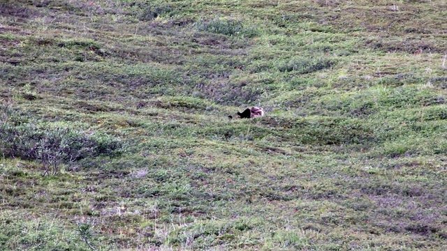 Grizzly Bear rolling down a hill at Denali National Park