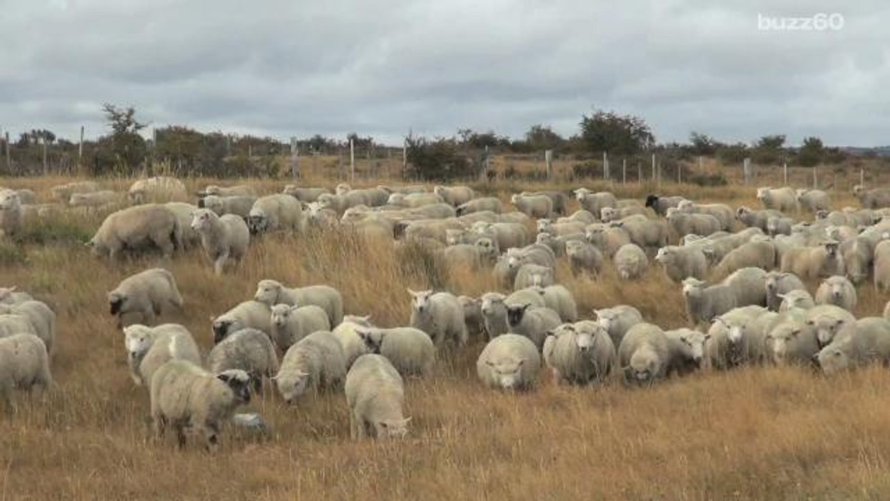 Farting sheep cause plane to make emergency landing