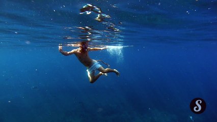 Os peixes comem o cocô de um nadador