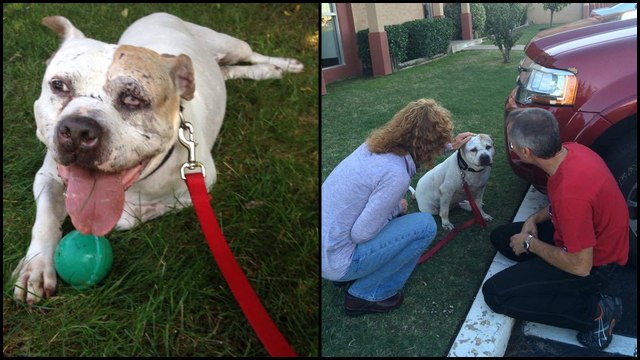 Murdock the Rescue Dog Finds a New Life with Adopted Parents
