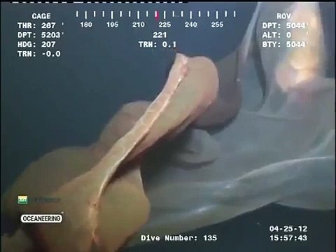 Mais c'est quoi cette créature géante qu'ils ont découvert pendant une expérience ???