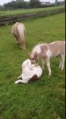 Pitbull and mini horse are best friends