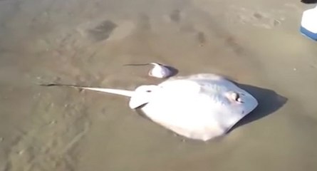 Le joli geste d'un pêcheur envers une raie et ses petits