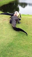 When you're golfing in Florida, it's not the sand traps you need to watch out for.