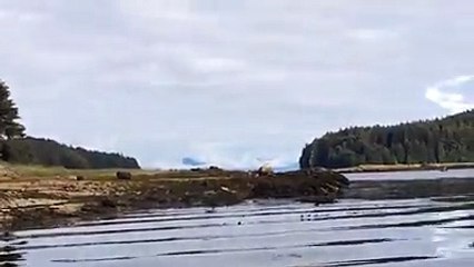 Alaskan pontoon plane pilot nearly lands on a whale.