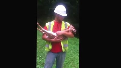 Baby deer cries when guy tries to set it down