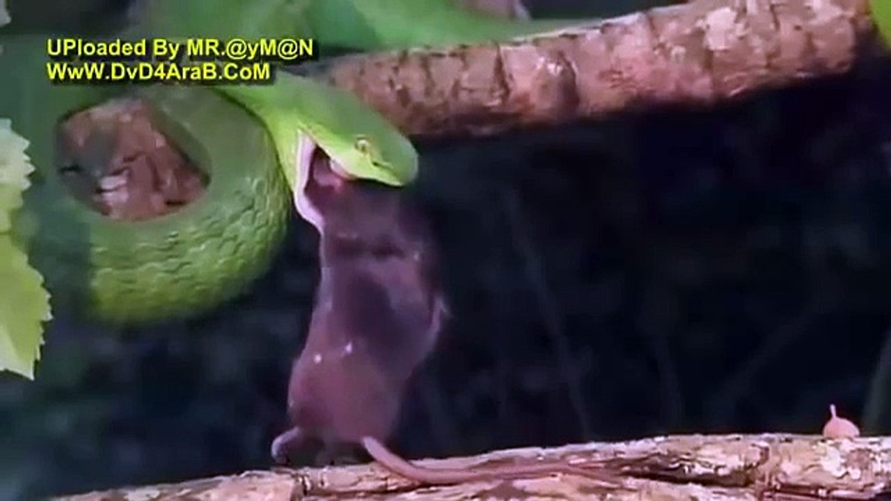 فلم وثائقي- أشرس حيوانات العالم Worlds Deadliest Animals