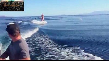 Wake boarding girl surrounded by dolphins