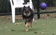 Playful Pooch Rory Runs Towards His New Life