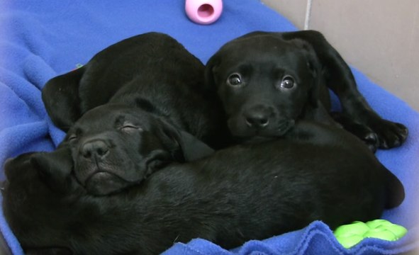 Determined Shelter Pups Look for Love