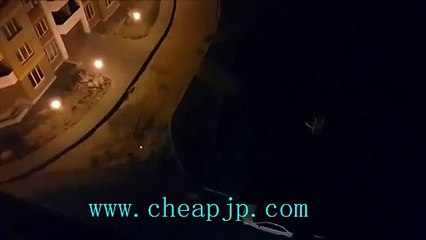 レーザーポインター犬