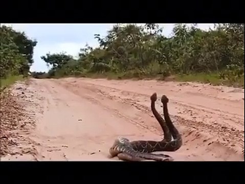 Cobras sem ter o que fazer rsrs