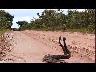 Cobras sem ter o que fazer rsrs