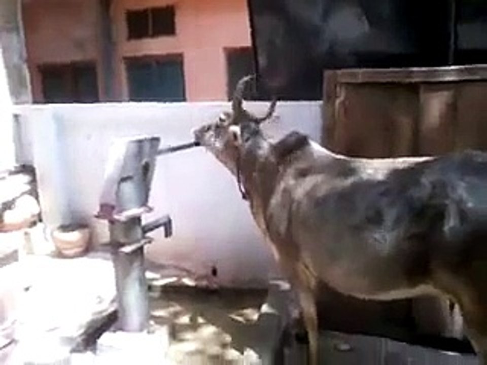 Cow Drinking Water self(1)