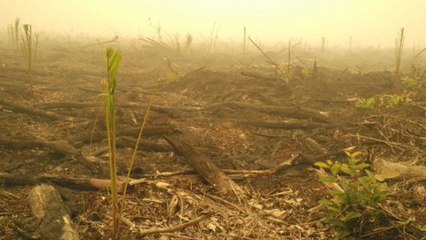 Cerita BNPB Soal Foto 'Habis Bakar Terbitlah Sawit'