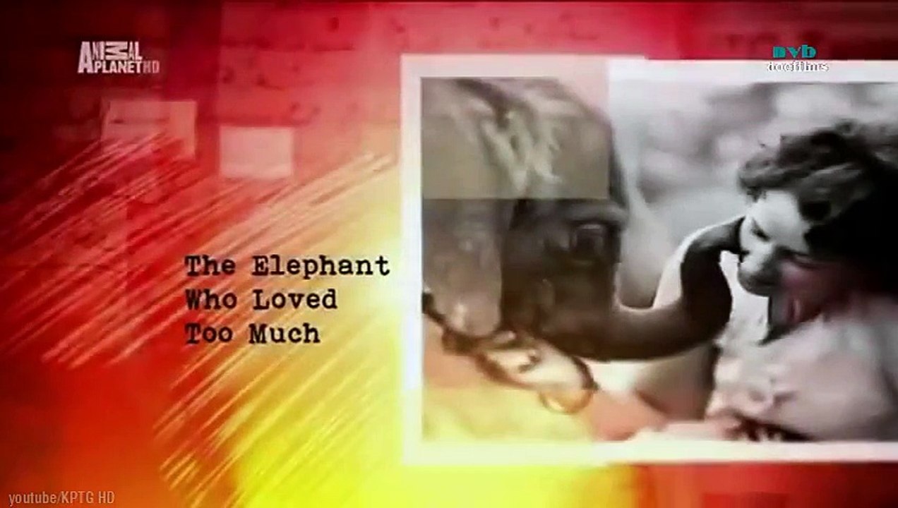 Chú Voi quá giàu tình cảm - Thuyết minh