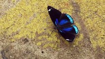 Papillon d'Argentine