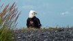 American Bald Eagle Homer Alaska