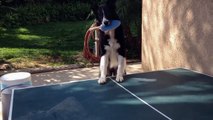 This smart Dog plays Ping-Pong and he's good at it!