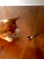 Un bébé chien se bat contre une cuillère! Adorable