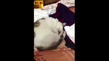 Gato no quiere despertar | Lazy Cat Doesn't Wanna Wake Up