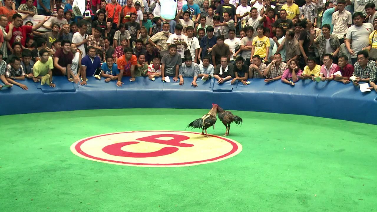 El negocio de las peleas de gallos en Tailandia
