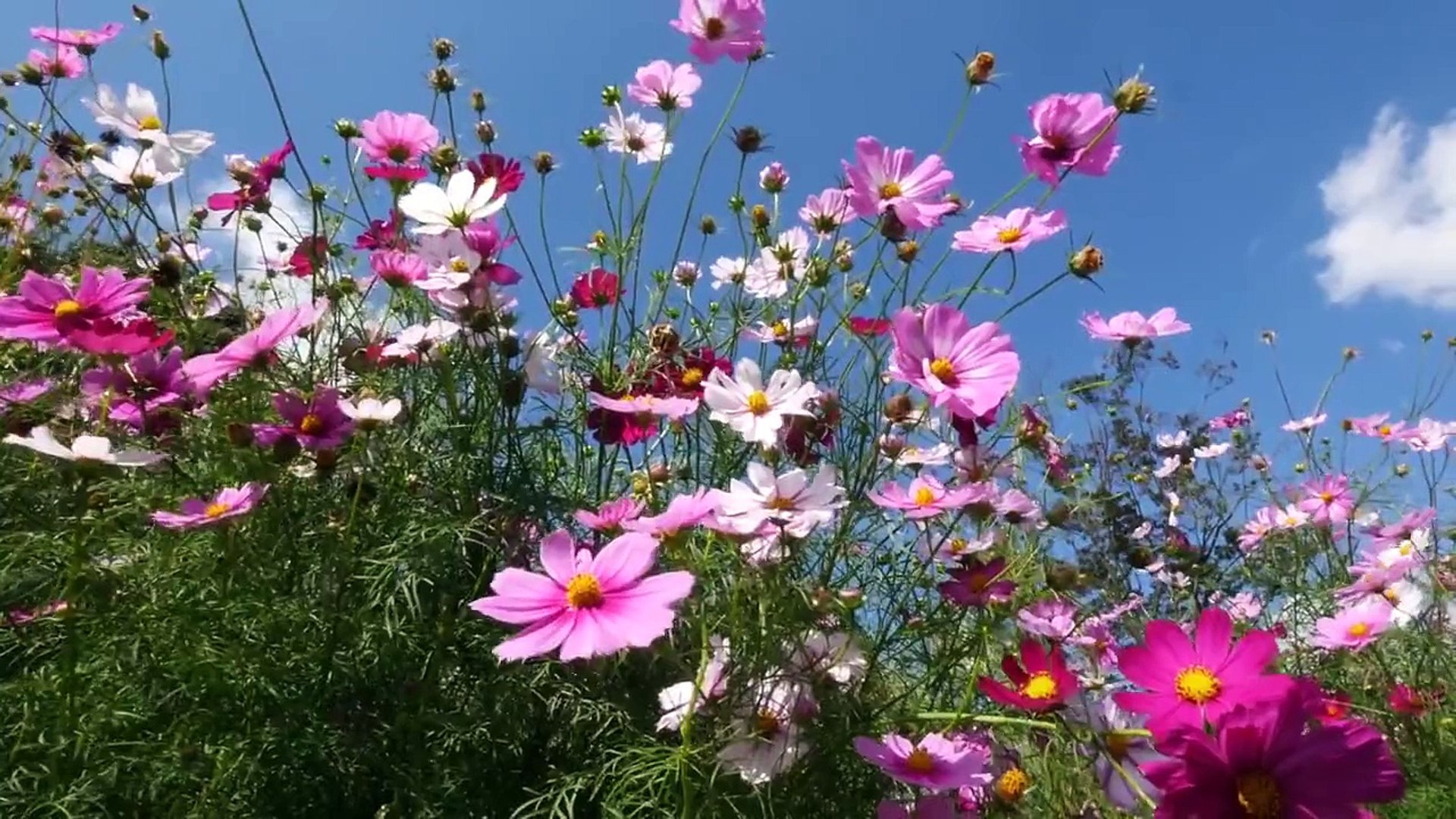 Flowers 89 Video Background HD 1080p