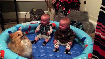 Twin Babies Laugh Hysterically At Their Adorable Pomeranian