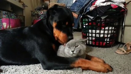 Cats and dogs become close friends