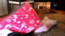 FUNNIEST BABIES EVER 5 - Funny Clips Babies Videos For