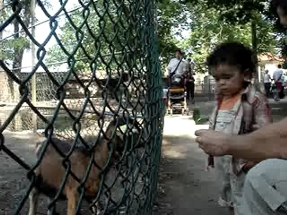 hugo et la biquette