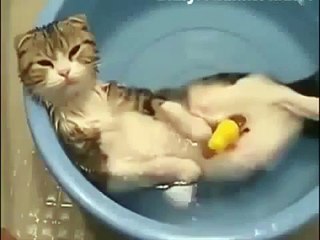 Best Cat Vines - The Best Cat Vine Compilation (25 MINUTES) Laugh your heart